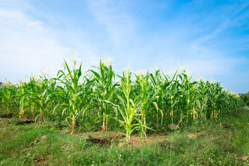 Corn field with blue sky.
