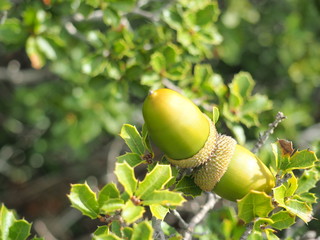 Bellotas en maduraci&oacute;n en su arbusto.