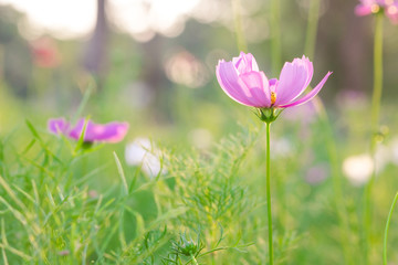 Obraz na płótnie Canvas Blur and soft beautiful pink cosmos flowers