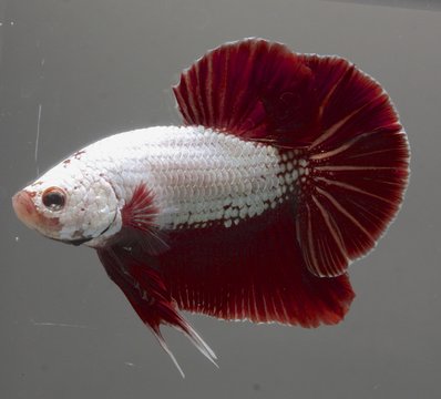 Red Dragon Halfmoon Plakat Betta