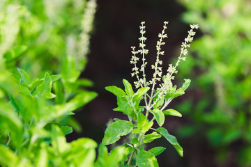 Holy Basil, Hot Basil, Thai Basil, Ocimum sanctum