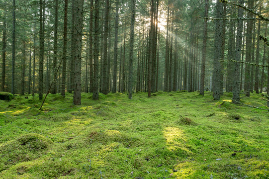 Forest Moss