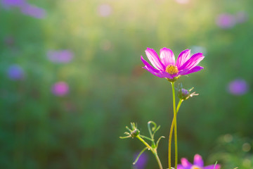 Fototapeta na wymiar Blur and soft beautiful pink cosmos flowers