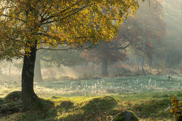 Misty Fall Trees in Meadow
