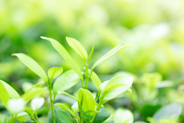 Fototapeta na wymiar Blur and soft beautiful green leaves background