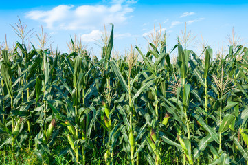 Corn field in clear day, Corn tree at farm land with blue cloudy Sky