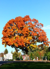 Tree during Fall Foliage