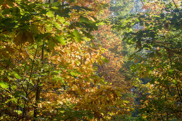 autumn oak leaves in forest