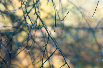 water drops on tree twig macro
