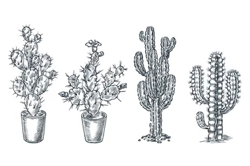 Foto op Canvas Cactuses and succulents vector sketch illustration. Desert nature plants, hand drawn print design elements set © Qualit Design