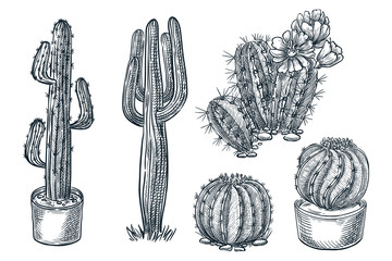 Cactuses and succulents vector sketch illustration. Desert nature plants, hand drawn print design elements set © Qualit Design