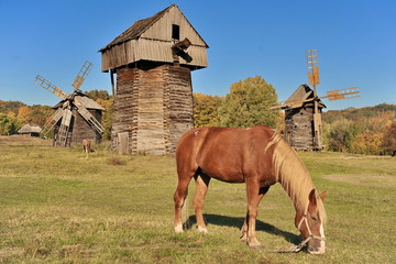 Fototapeta na wymiar The horse in the meadow eats grass.