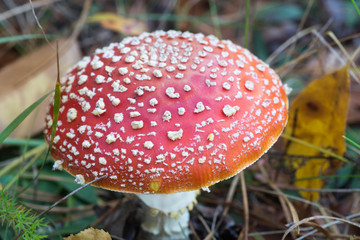 Amanita muscaria, fly agaric, fly amanita