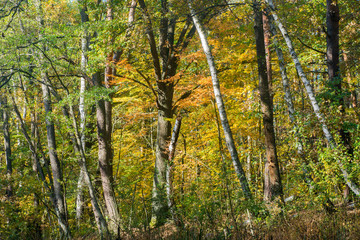 oak an birch trees in fall forest
