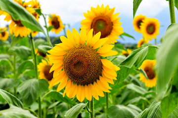 Sunflowers in a field