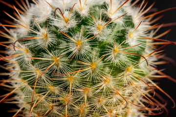 Gros plan sur une variété de petit cactus vert 