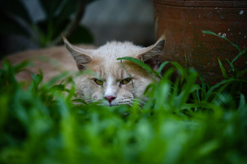 Naklejka na ściany i meble Mean face big Maincoon cat hiding next to a pot looking at the front on a green grass, dark atmosphere surrounding. Big cat outdoor.