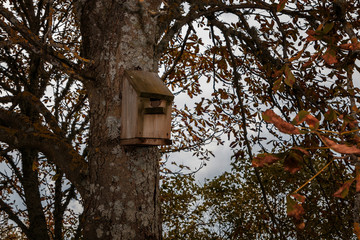 bird cage applied to a tree