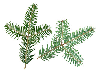 A fir tree Abies sibirica branch is isolated on a white background. View from two sides.