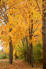 Fototapeta premium Autumn park with yellow trees along the path covered with fallen leaves