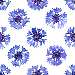 Seamless pattern with bright cornflowers on white background