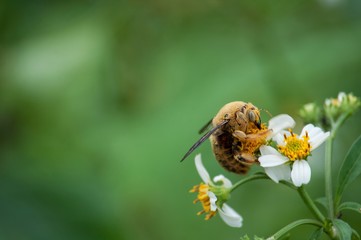 bumble bee and flower