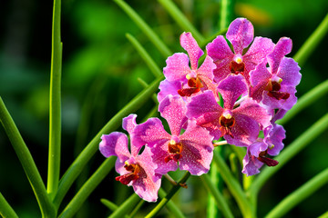 Obraz na płótnie Canvas Singapore orchids species