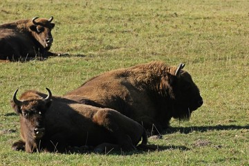 Ruhende Wisente (Bison bonasus)