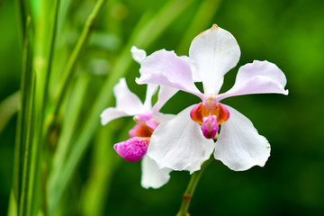 Singapore orchids species