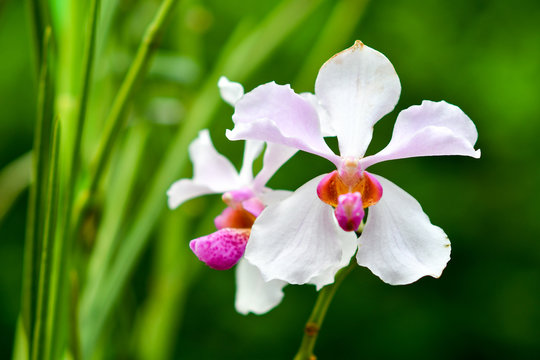 Singapore Orchids Species