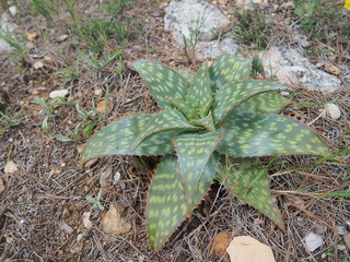 Aloe vera silvestre en la montaña