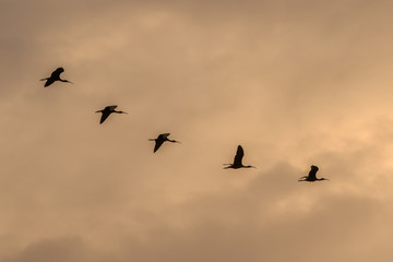 glossy ibis ( plegadis falcinellus in flight