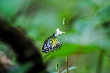 butterfly and flower