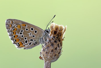 Icaro azzurro (Polyommatus icarus)