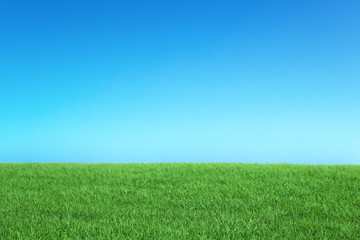 Obraz premium green field and blue sky