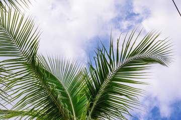 Obraz premium Coconut trees against blue sky. Palm trees at tropical coast.