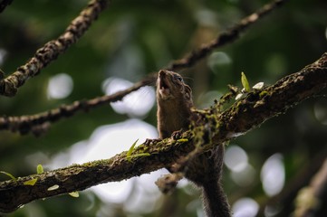 squirrel on tree