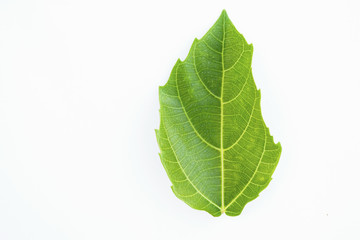 Isolated green leave on white background