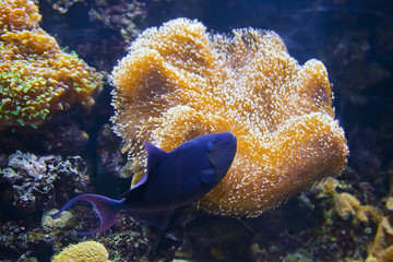 Colorful tropical fish under water