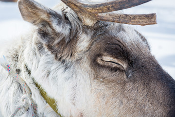 Sleeping reindeer with his eyes closed on winter camp in Siberia. © Evgenii