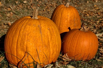drei gelbe große kürbisse für halloween