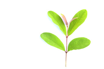 Isolated green leave on white background