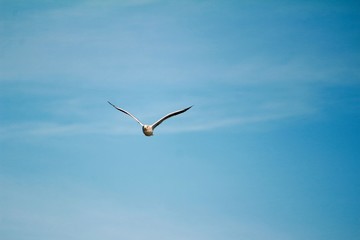 Königin der Meere / eine Möwe fliegt durch die Lüfte 