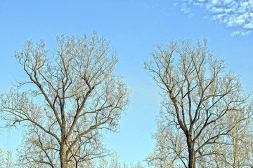 Beautiful autumn landscape in yellow tones. Dry grass on the field. Tree branches illuminated by the sun.