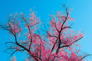 Beautiful pink leaves of trees. Bright blue sky. Sunny weather. Sakura branches. Fairy forest.