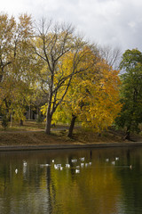 Fototapeta premium L'automne au parc