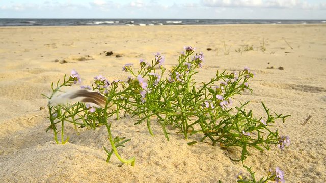 sea lavender on a beach of the Baltic Sea 