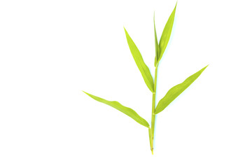 Isolated green leave on white background