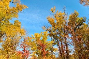 Autumn yellow trees against a blue sky. Autumn landscape, autumn colors