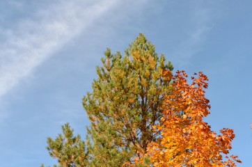 autumn trees against a blue sky, autumn colors
